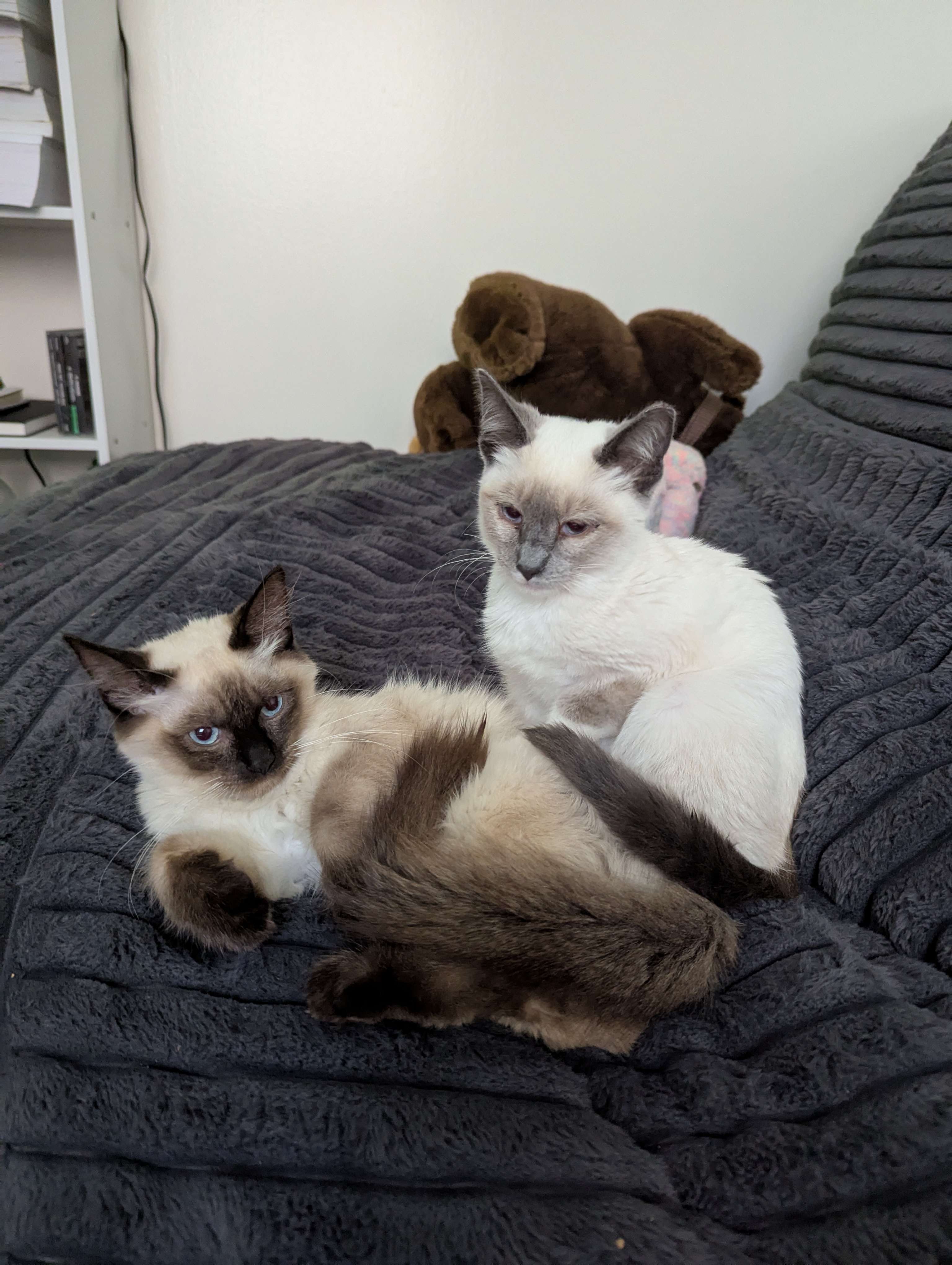 Tleilax and Caladan, our Siamese kittens